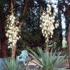 Yucca gloriosa